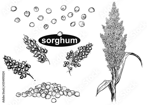 Detailed hand drawn black and white illustration set of sorghum branch, leaf, flower. sketch. Vector. Elements in graphic style label, card, sticker, menu photo