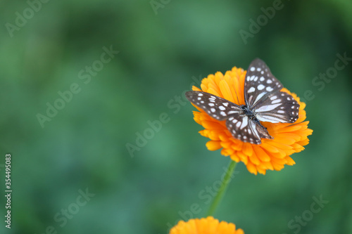 Butterfly on a calendula flower on green garden background.
