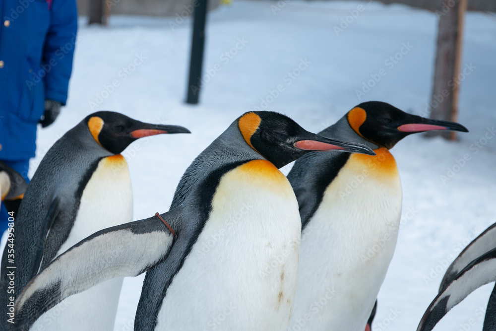 Fototapeta premium side view of 3 king penguins on snow