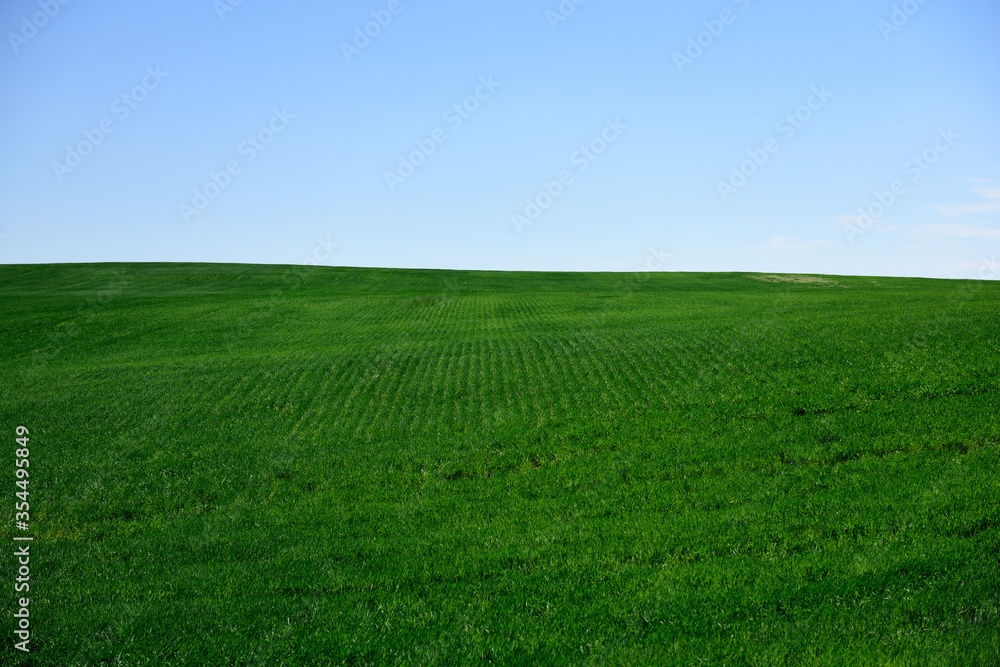 Lush green meadow with a clear cloudless blue sky in Nebraska, USA. Lush green meadow with a clear cloudless blue sky in Nebraska, USA.