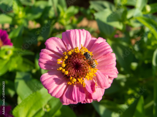 a honey bee on a pink zinnia flower in the garden