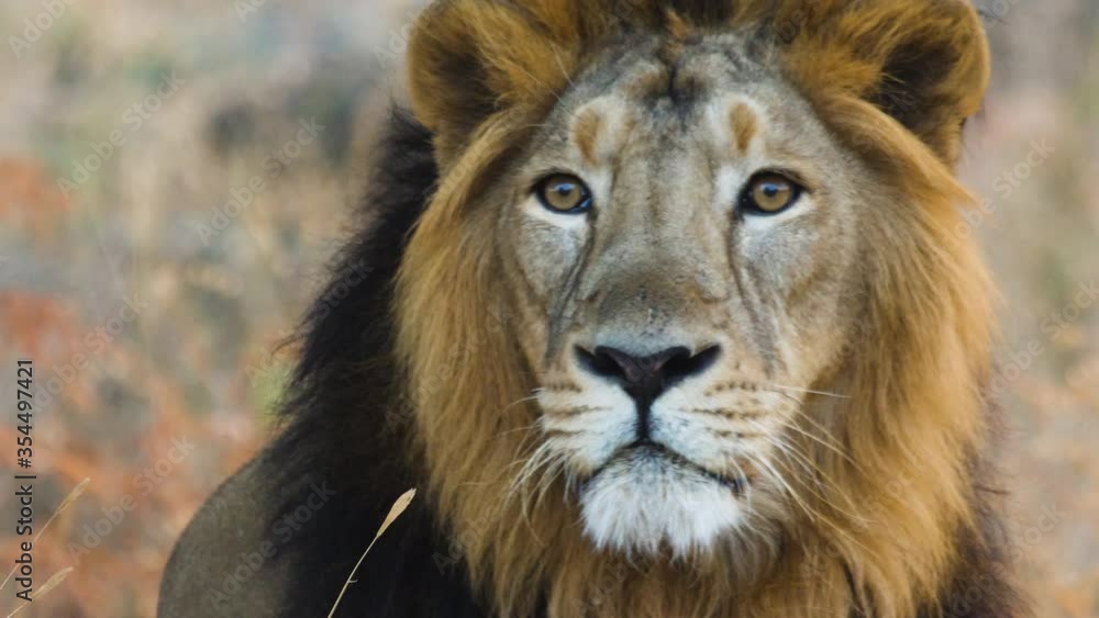 Front on Face close up of Male Asiatic Lion as he looks and then gets up in Forest called Gir in India Front on Face close up of Male Asiatic Lion as he looks and then gets up in Forest called Gir in India