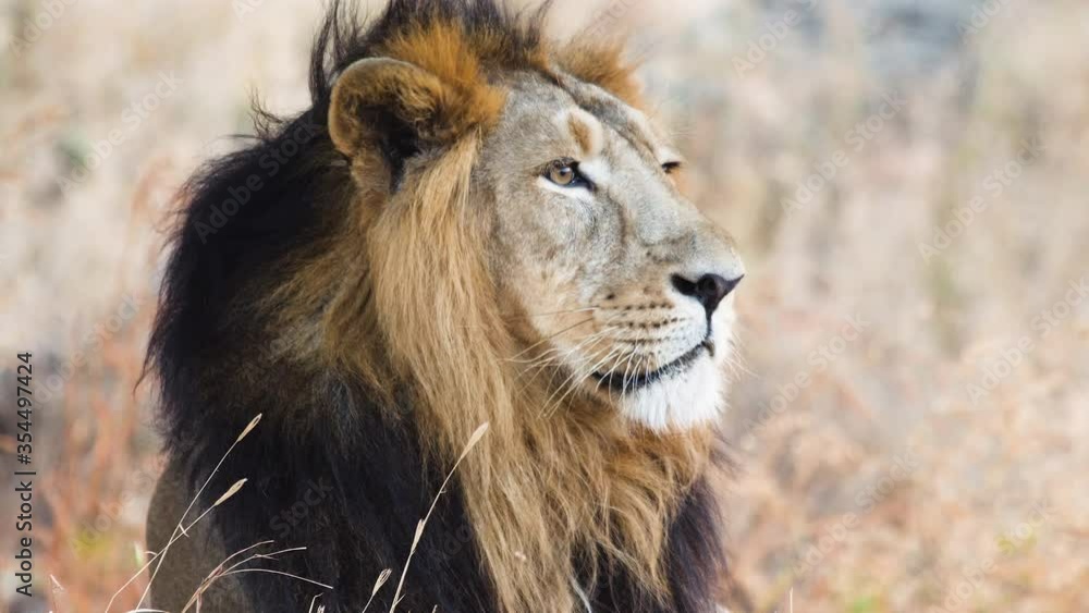 Asiatic Male lion side view of head which looks like Mufasa from the famous Lion King Asiatic Male lion side view of head which looks like Mufasa from the famous Lion King