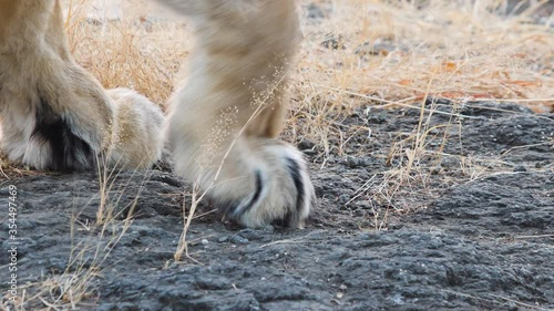 Close up of Asiatic Lions front paws on the rock as it starts to sit on it in Gir India