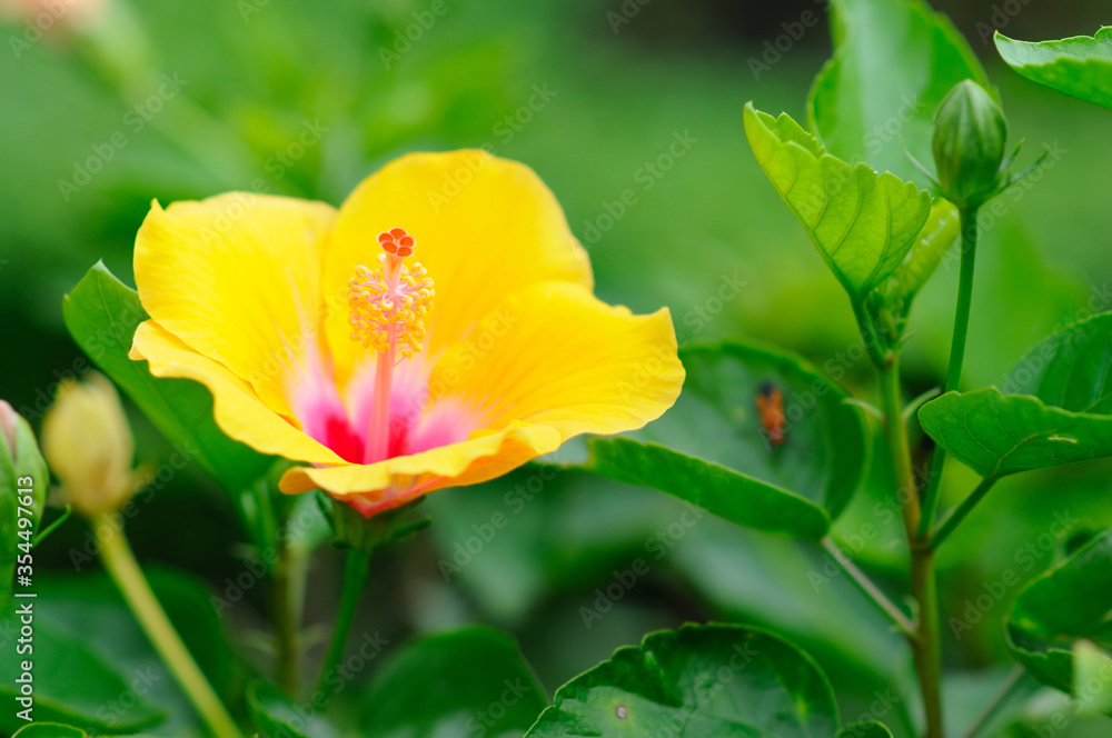 A Vibrant Yellow Hibiscus