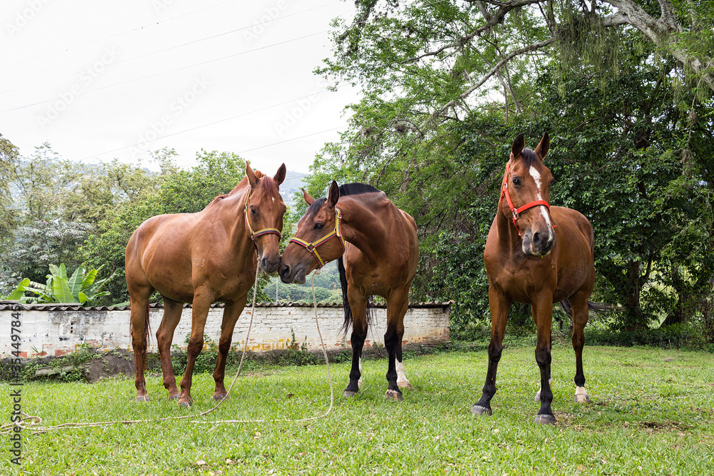 hermoso grupo de caballos pastando y un beso hermoso grupo de caballos pastando y un beso