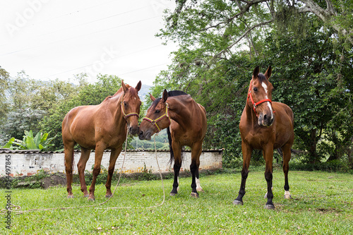 hermoso grupo de caballos pastando y un beso © jorgeantonio