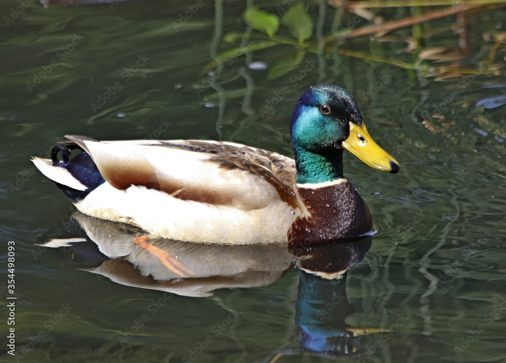 Fototapeta premium duck in the water