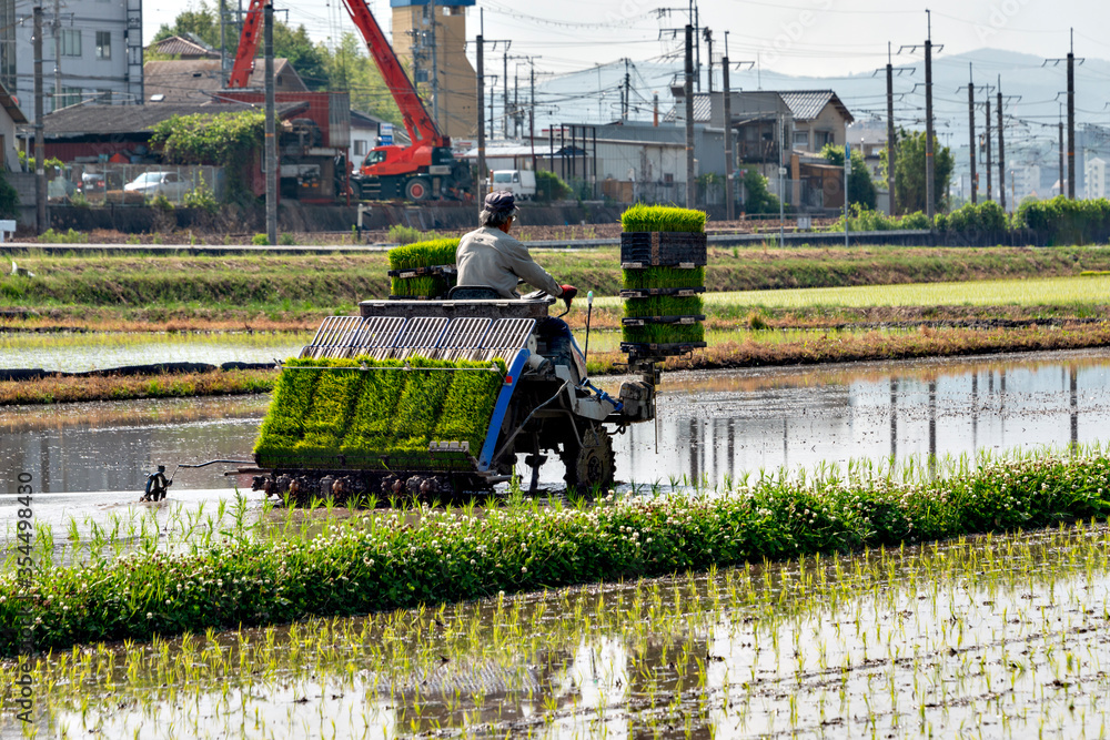 Fototapeta premium Rice transplanting by machine in Japan