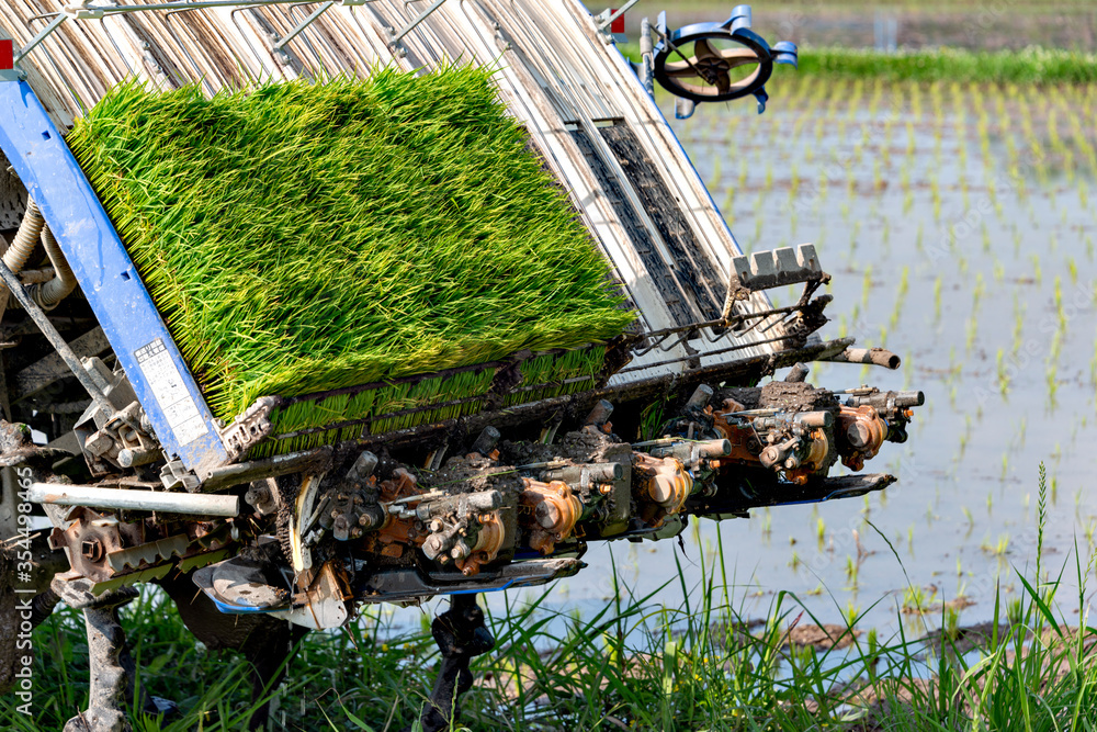 Rice transplanting by machine in Japan