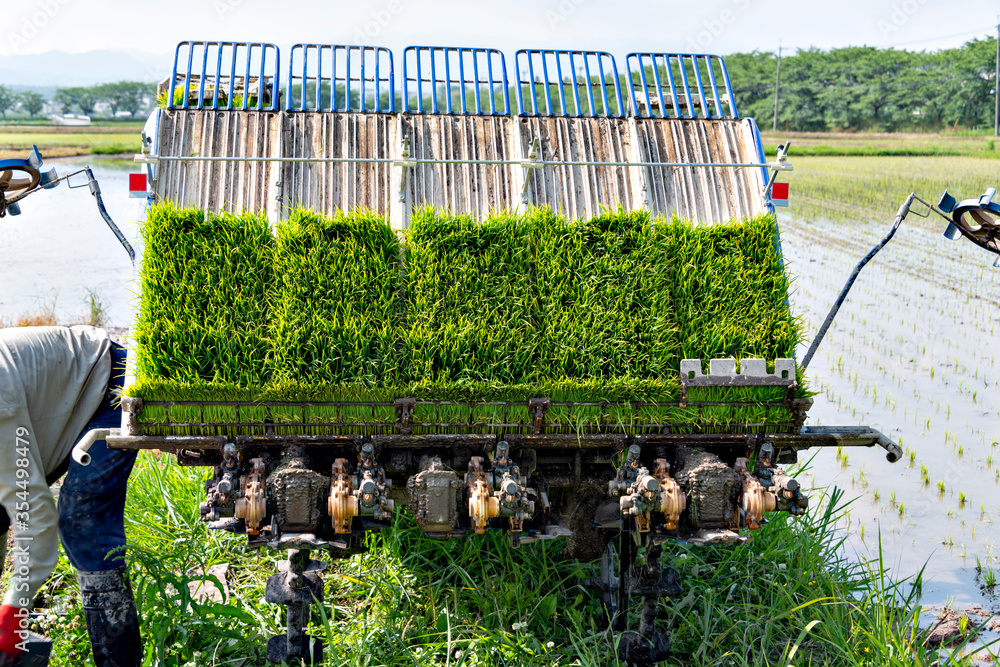 Rice transplanting by machine in Japan