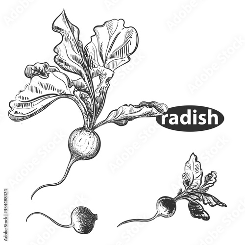 Detailed hand drawn black and white illustration set of radish. sketch. Vector. Elements in graphic style label, card, sticker, menu