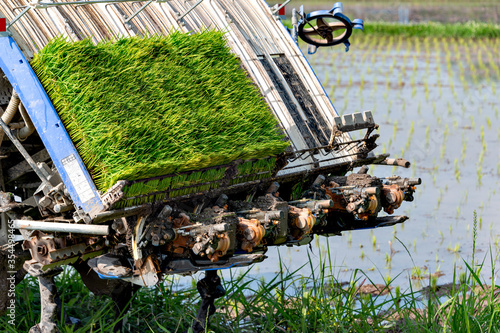 Obraz na płótnie Rice transplanting by machine in Japan w salonie