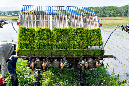 Obraz na płótnie Rice transplanting by machine in Japan w salonie