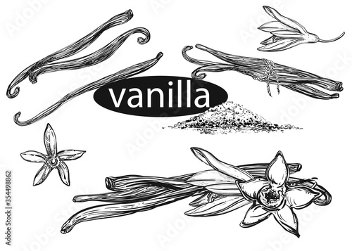 Hand drawn sketch black and white vanilla set. Vector illustration of spice, flowers. Elements in graphic style label, card, sticker, menu, package.