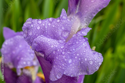 A blooming Bud of iris with rain drops. Close up. Selective focus.