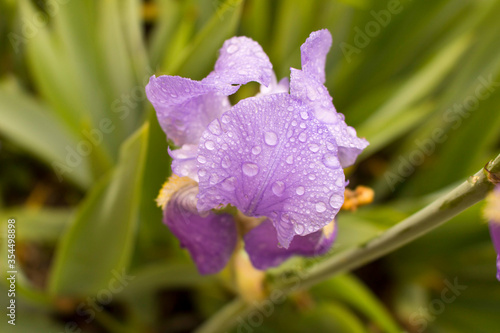 A blooming Bud of iris with rain drops. Close up. Selective focus.
