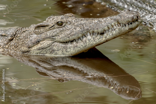 A Crocodiles head at close range