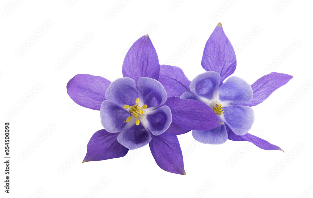 Obraz premium aquilegia flower isolated
