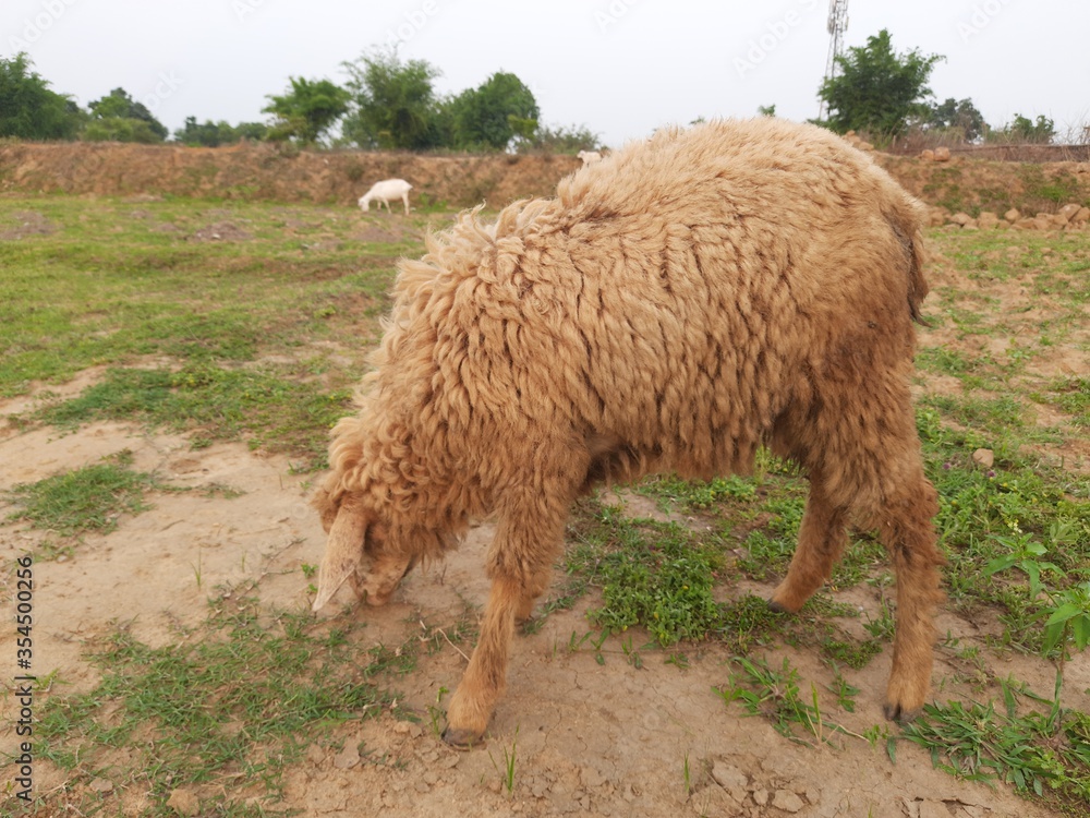Fototapeta premium Sheep in the grass field. Cute lamb on spring. Sheeps in a meadow on green grass. A lamb grazing in a meadow. Sheep&nbsp;(Ovis aries) are&nbsp;quadrupedal,&nbsp;ruminant&nbsp;mammals&nbsp;typically kept as&nbsp;livestock. India 