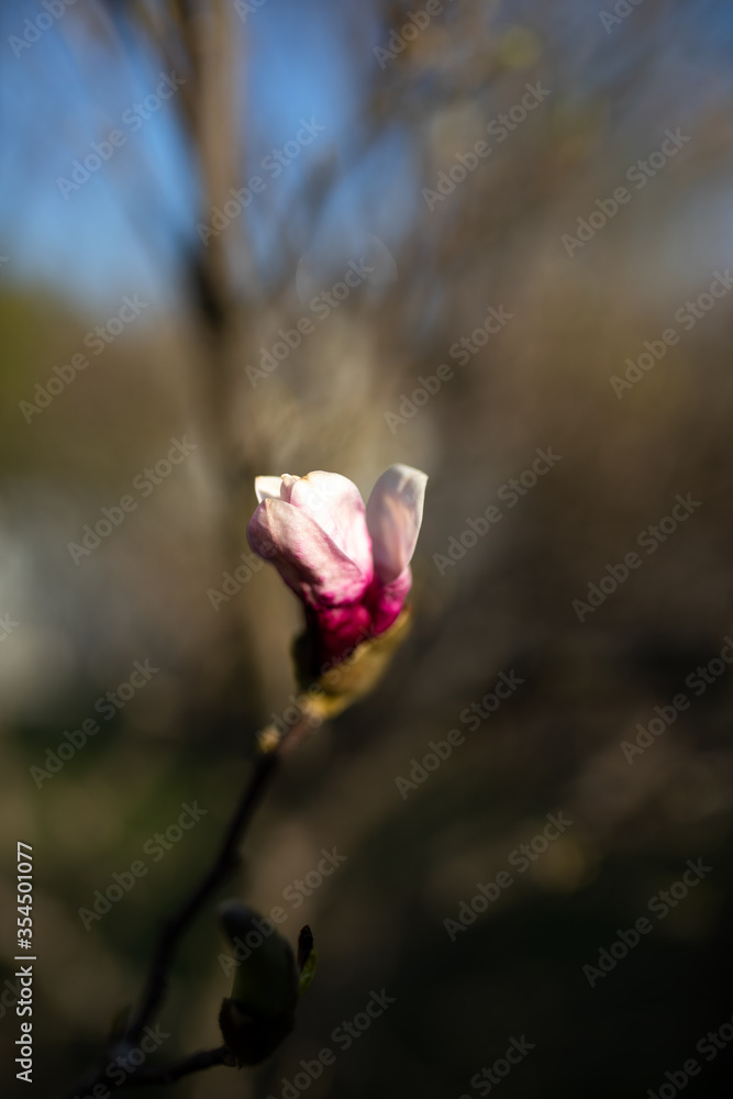 Fototapeta premium bliski kadr na rozwijający się kwiat magnolii w ogrodzie i mocno rozmyte tło 