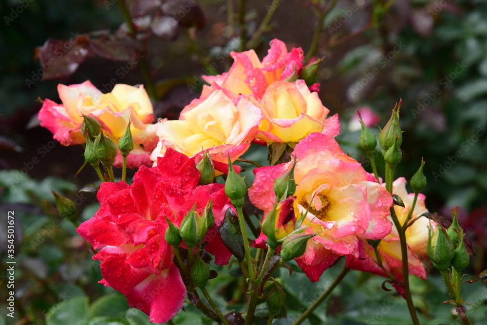 薔薇 薔薇