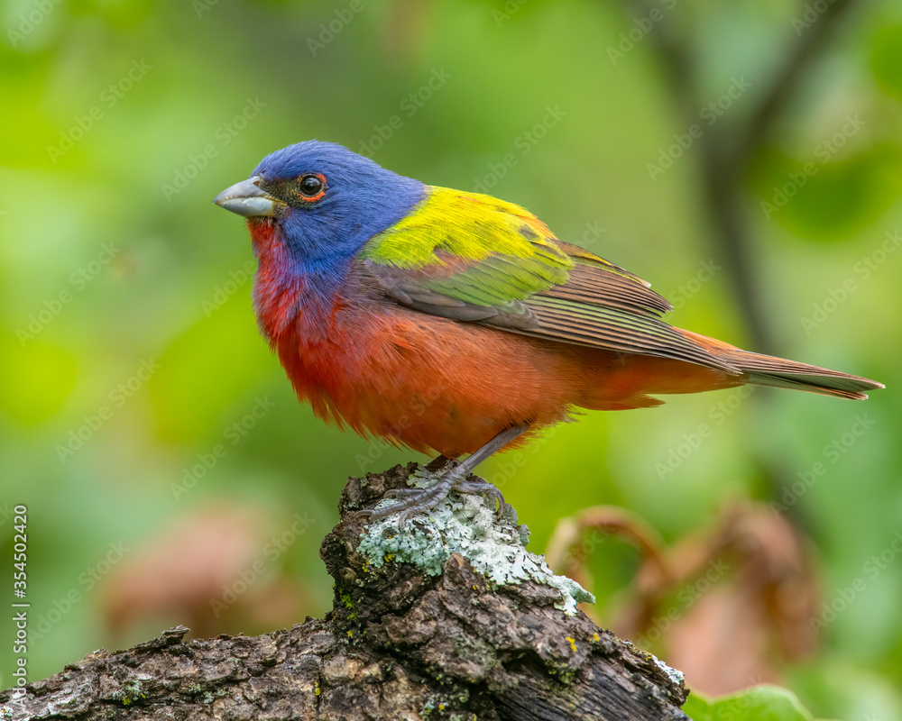 Male Painted Bunting