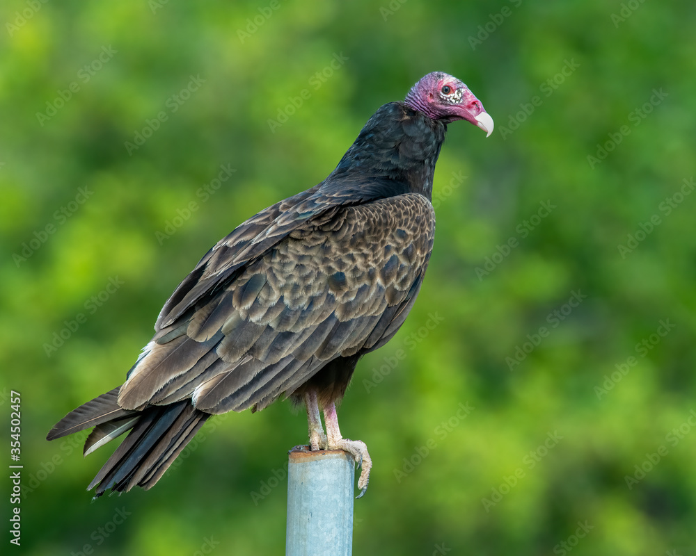 Turkey Vulture Turkey Vulture