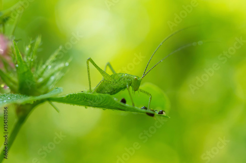 Green micro world in Valcan Mountains, Romania © mugurelcm