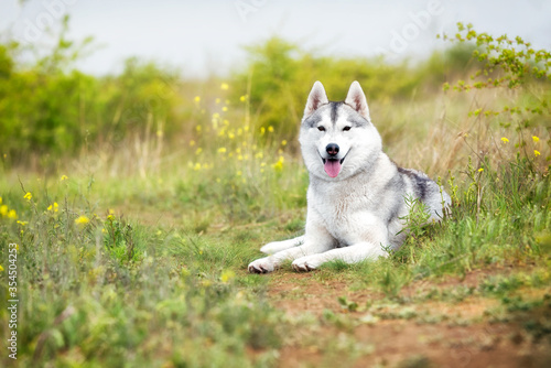 A grey and white Siberian Husky female is lying down in a field in a grass. She has brown eyes and looks forward. There is a lot of greenery, grass, and yellow flowers around her. The sky is grey. © Rabinger