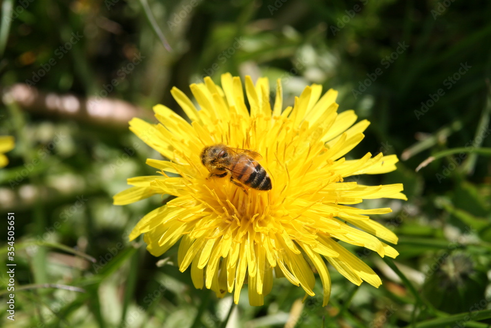 Honigbiene auf Löwenzahnblüte beim Nektar sammeln Honigbiene auf Löwenzahnblüte beim Nektar sammeln