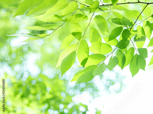 新緑のケヤキの葉
