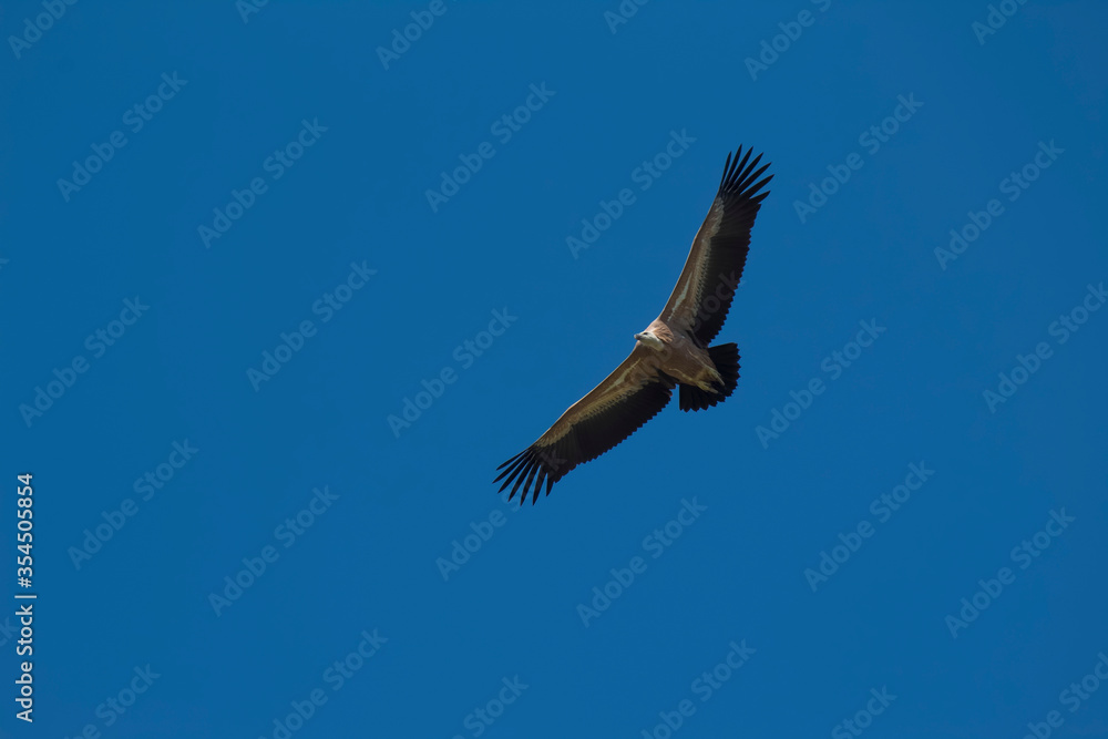 The griffon vulture (Gyps fulvus) is a large Old World vulture in the bird of prey family Accipitridae. It is also known as the Eurasian griffon. The griffon vulture (Gyps fulvus) is a large Old World vulture in the bird of prey family Accipitridae. It is also known as the Eurasian griffon.