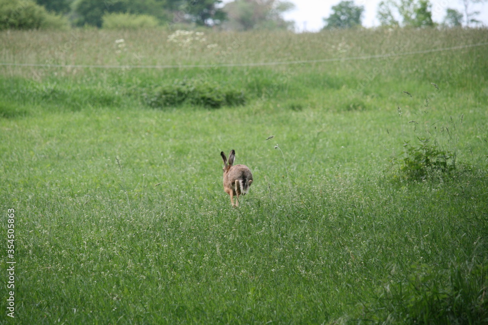 Flüchtender Feldhase auf einer Wiese - Lepus europaeus Flüchtender Feldhase auf einer Wiese - Lepus europaeus