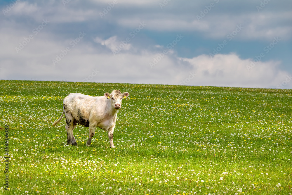 Fototapeta premium Cow on green pasture under blue sky with clouds