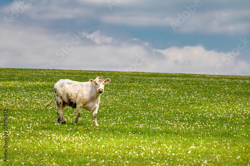Fototapeta Naklejka Na Ścianę i Meble -  Cow on green pasture under blue sky with clouds