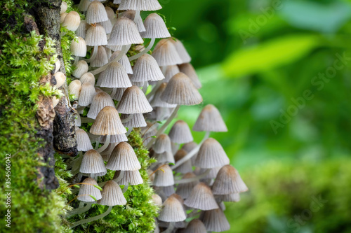 Small mushrooms Coprinellus disseminatus in green moss photo