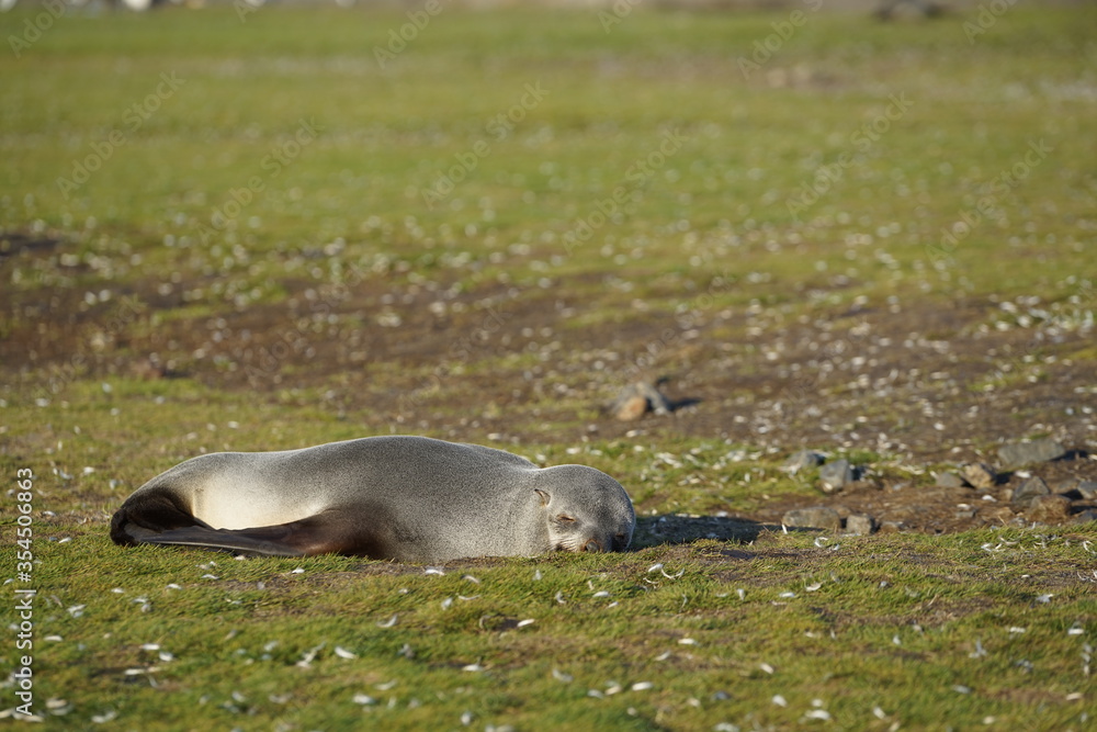 Fototapeta premium Sleeping female fur seal lying on the grass and moss at 