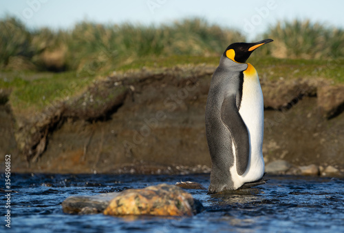 King penguin standing on a stone in a melting water pond during sunset at  Salisbury Plain  on South Georgia.