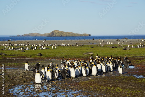 Colony of king penguins at "Salisbury Plain" on South Georgia. Brown and fluffy juveniles in between. The ocean and an island in the background.