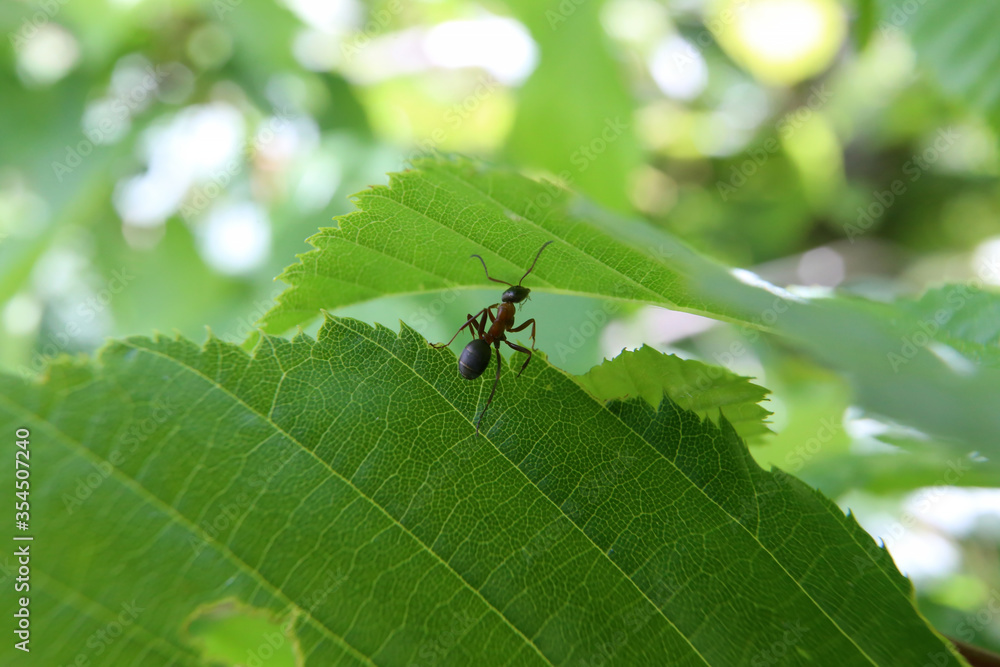 Black ant runs on a green leaf Black ant runs on a green leaf