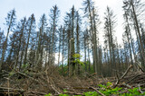 Baumsterben im Nationalpark Harz