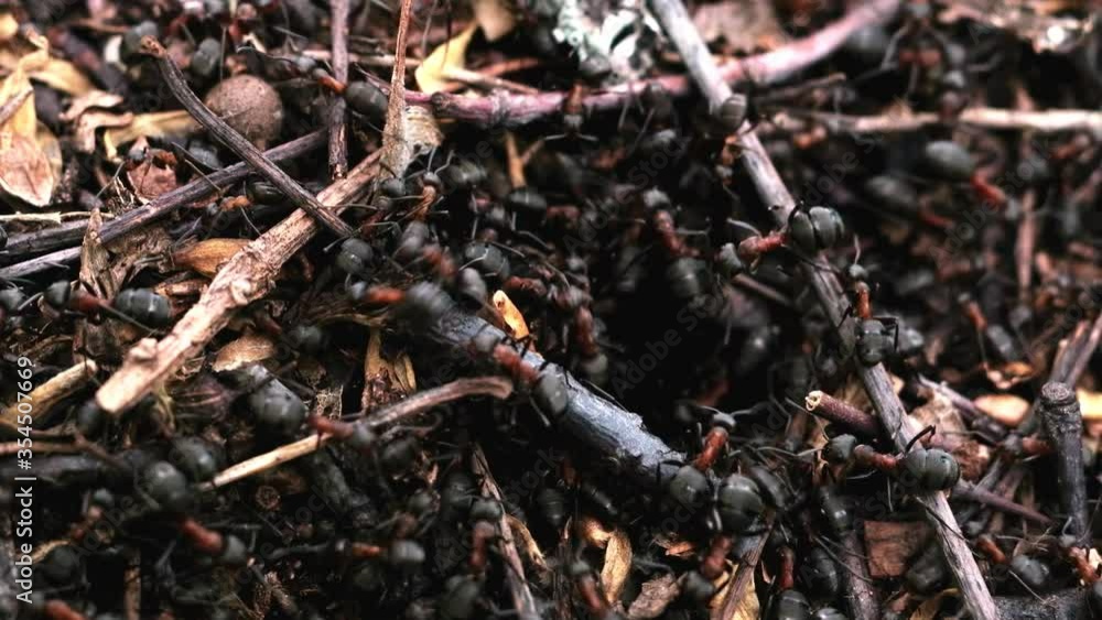 many forest ants work to build an ant hill. Close-up. 4k many forest ants work to build an ant hill. Close-up. 4k