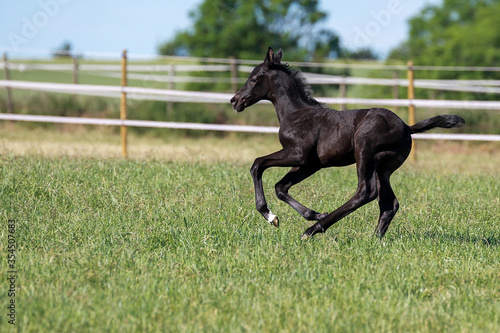 Black foal black stallion galloping on pasture..