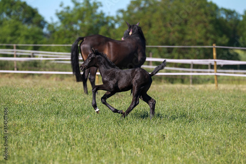 Foal mare galloping on pasture with horse out of focus in the background..