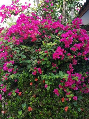 Bougainvillea pink flower