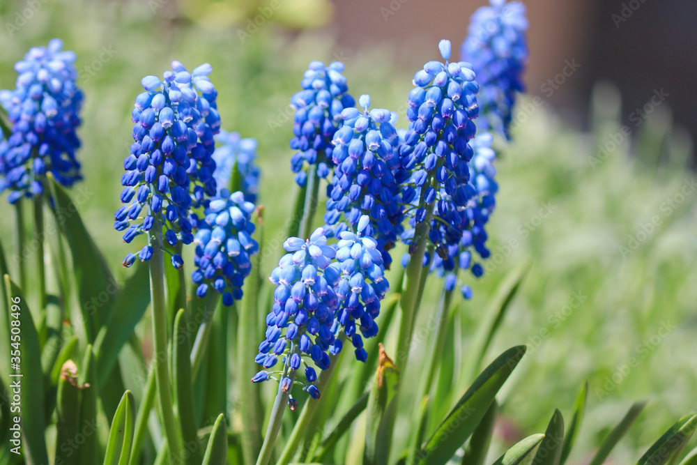 Grape hyacinth, Muscari flowers. Spring primrose. They are also commonly referred to as bluebells, adder onion, mouse hyacinth. Grape hyacinth, Muscari flowers. Spring primrose. They are also commonly referred to as bluebells, adder onion, mouse hyacinth.