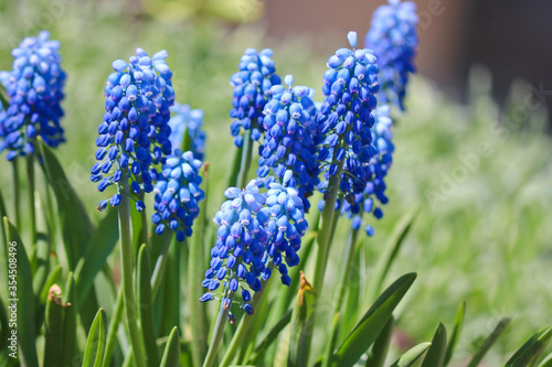 Grape hyacinth  Muscari flowers. Spring primrose. They are also commonly referred to as bluebells  adder onion  mouse hyacinth.