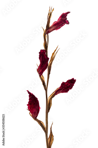 Dried Gladiolus hybrids flowers, Red gladiolus drying on branch isolated on white background, with clipping path   