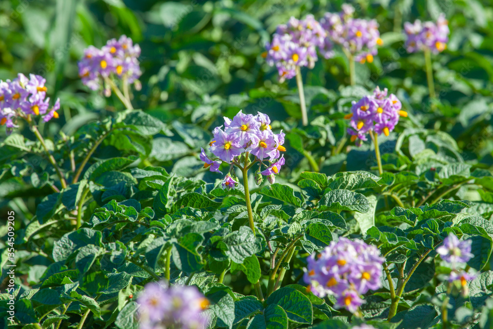 Flowering Potatoes in the Field2 Flowering Potatoes in the Field2